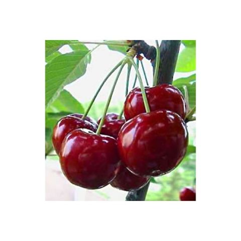 Prunus Avium Bigarreau Reverchon Cherry Tree From Organic Agriculture