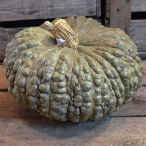 Winter Squash Marina Di Chioggia Organic Seeds Ferme De Sainte Marthe