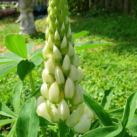 Noble Maiden Lupin Or The Maiden Naked Cream Lupinus