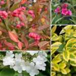 Flowering hedge: which bushes to plant, when and how?