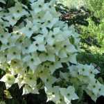 Japanese dogwood, the embodiment of elegance.