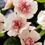 In the family of strange names, I choose Alcalthaea.