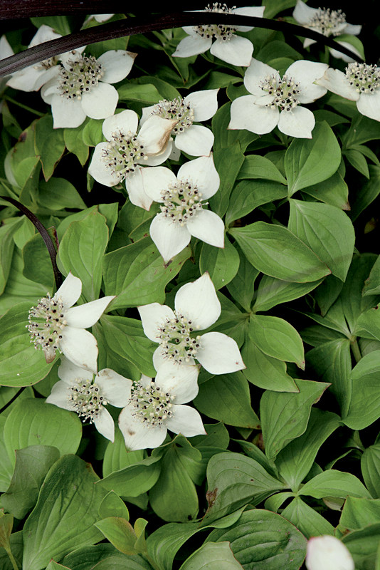 In the family of dogwoods, I would like the little brother.