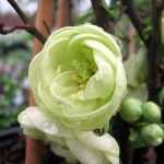 Japanese quince trees herald the arrival of spring.