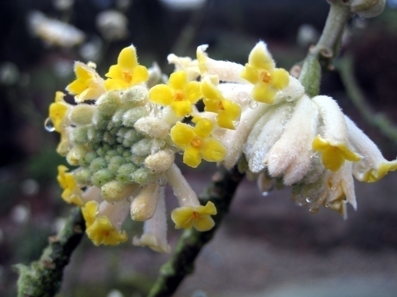 A magnificent flowering, a captivating fragrance, discover Edgeworthia chrysantha.