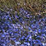 Are you familiar with Veronica umbrosa 'Georgia Blue'?