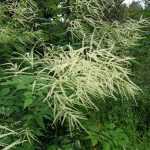 Goat's Beard, a graceful and curious perennial.