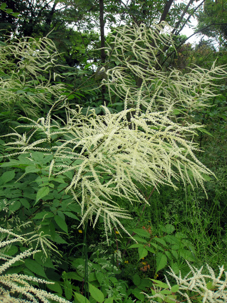 Goat's Beard, a graceful and curious perennial