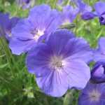 The most beautiful blue geraniums