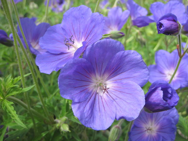 The most beautiful blue geraniums