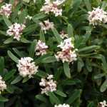 The eternal fragrance.