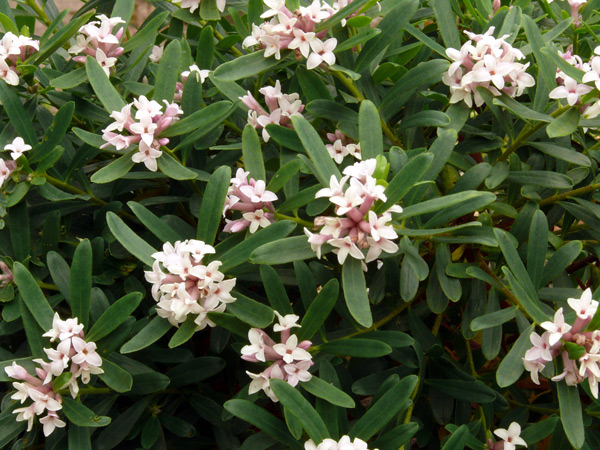 The eternal fragrance