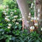 The white martagon lily in all its glory.