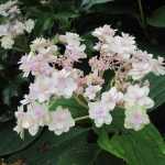 Hydrangea involucrata Yoraku Tama, a Japanese hydrangea to discover.