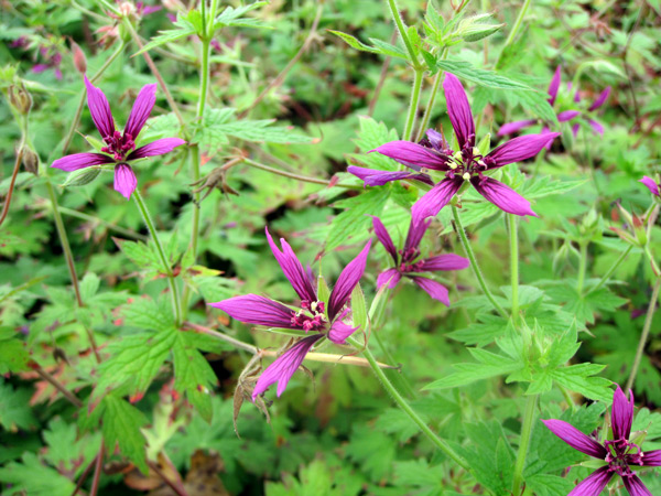 Geranium Catherine Deneuve, a starry marvel