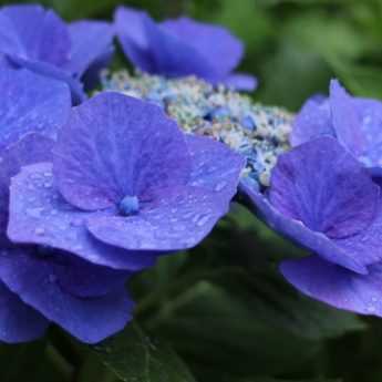 Planting Hydrangeas