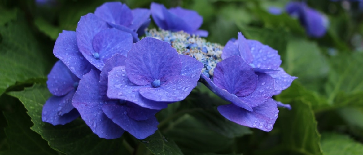 Planting hydrangeas
