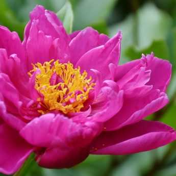 Planting peonies