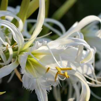 Planting Ismene bulbs