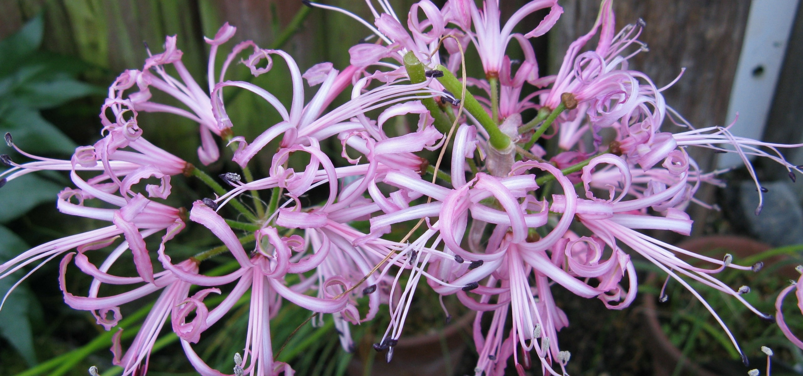 Planting Nerines