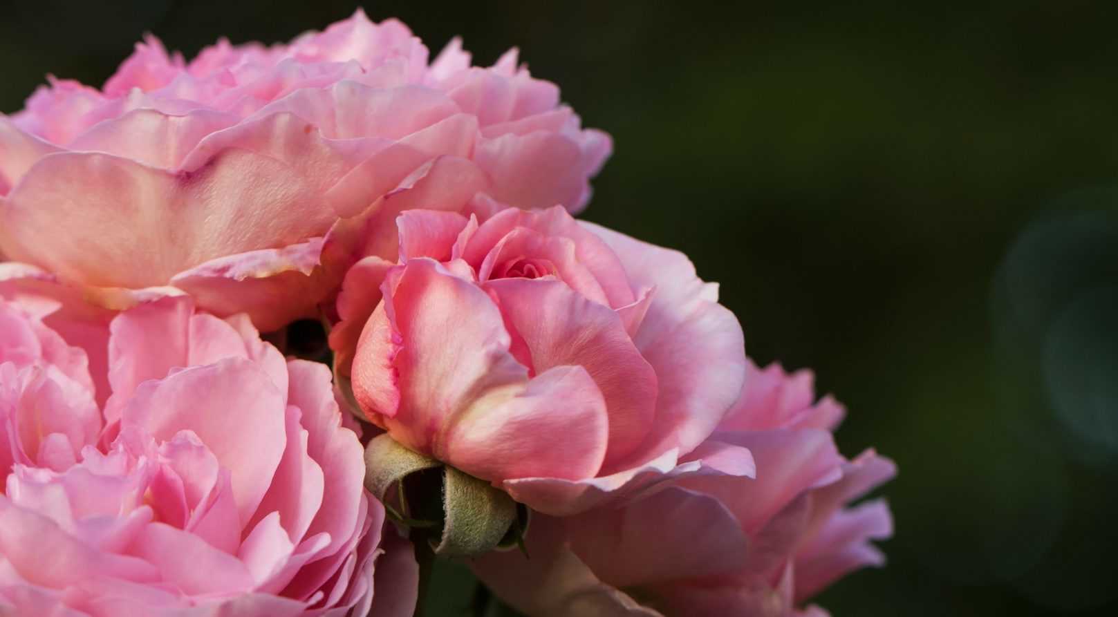 Roses: succeed them when planting in pots and in bare roots