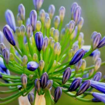 Agapanthus: How to Plant Them