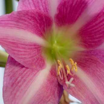 Amaryllis: How to Care for, Bloom and Rebloom