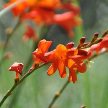 Planting hardy summer-flowering bulbs
