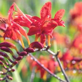 Plant Crocosmias