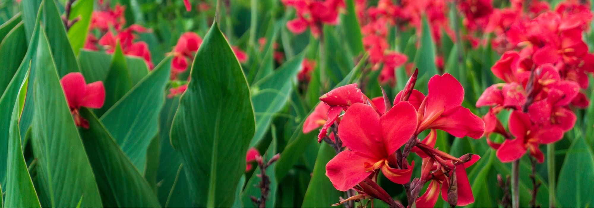 Planting summer-flowering bulbs