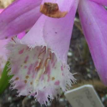 Planting bulbs of Pleiones