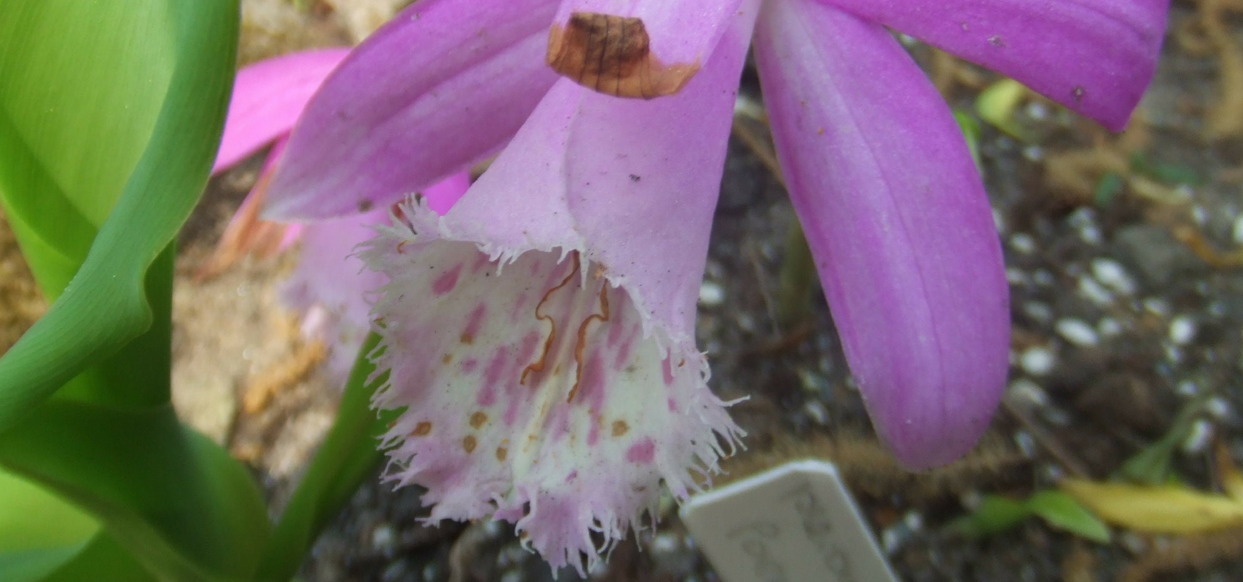 Planting bulbs of Pleiones