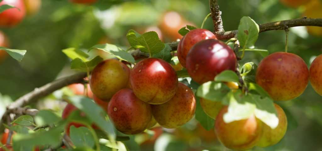 How to plant a fruit tree?