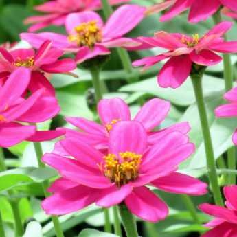 Annual Plants: How to Plant and Care for Them