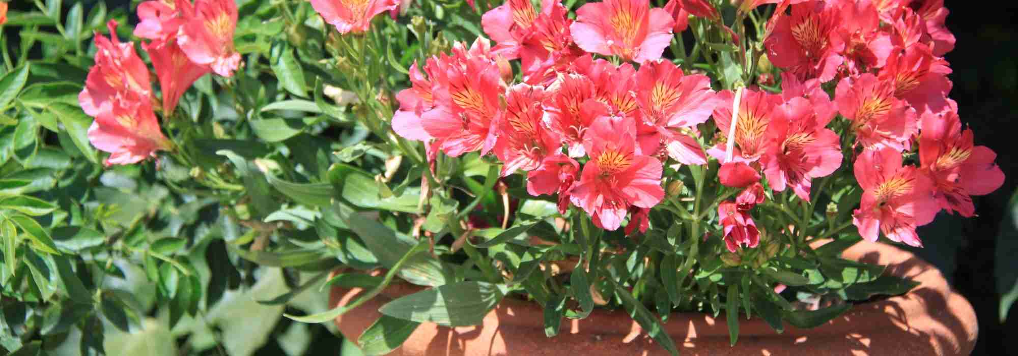 Potted plants: cultivation, maintenance and care