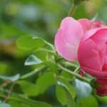 Rose bushes in coiled pouches or bare-root
