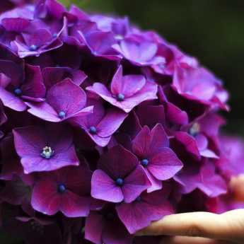 How to Succeed with Your Hydrangeas?