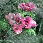 The games of art and chance: Patty's Plum Oriental Poppy mixed with Bronze Fennel