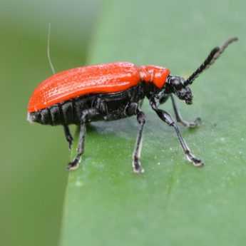 Lily beetle: treating infestations