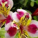 Succeed with your *Alstroemeria*