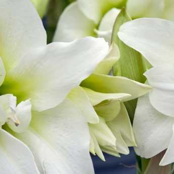 Planting an amaryllis in a pot for indoors