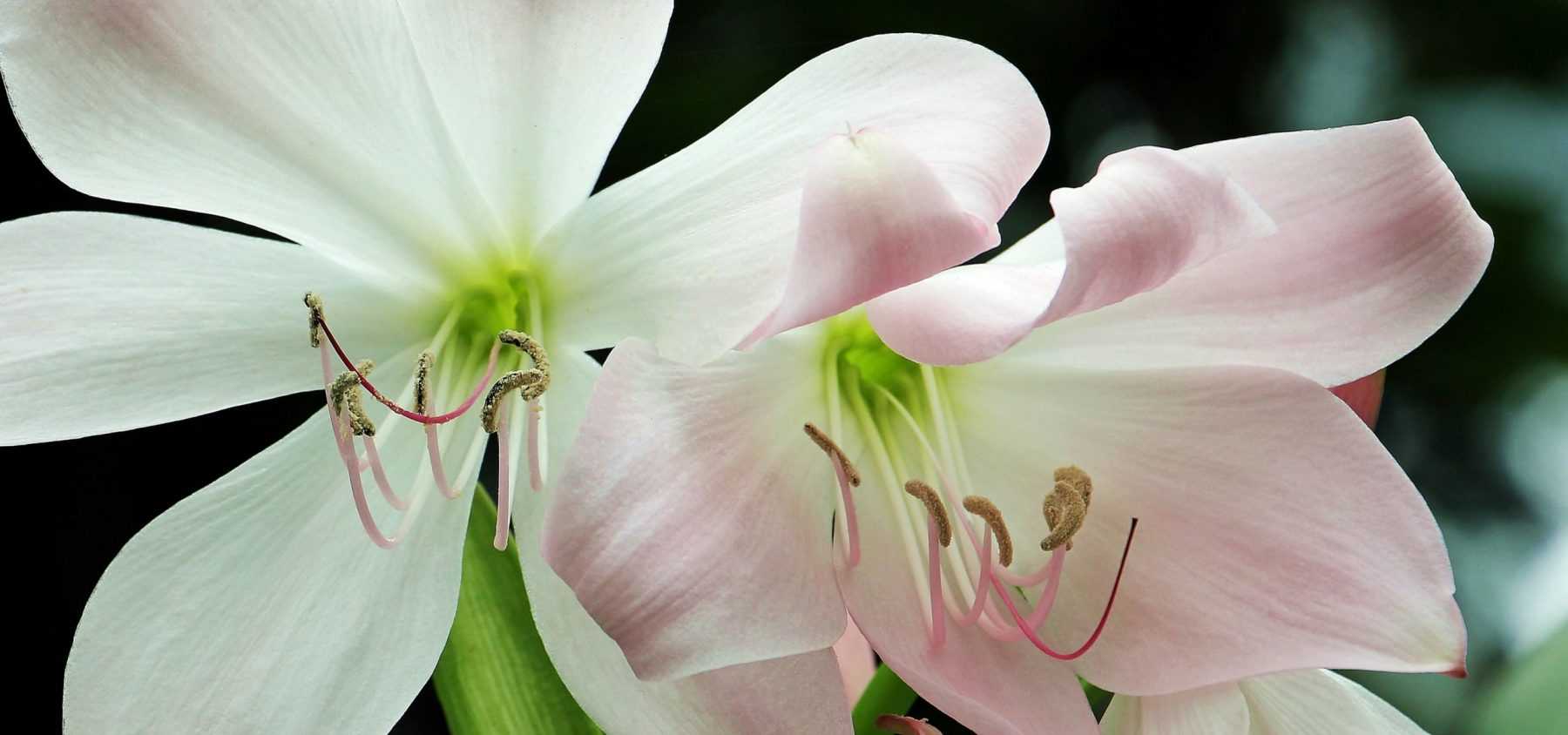 How to make an amaryllis bloom again?