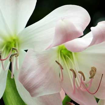 How to make an amaryllis bloom again?