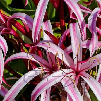 Planting Amaryllis and Crinums
