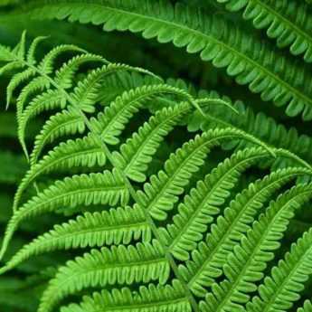 Planting ferns