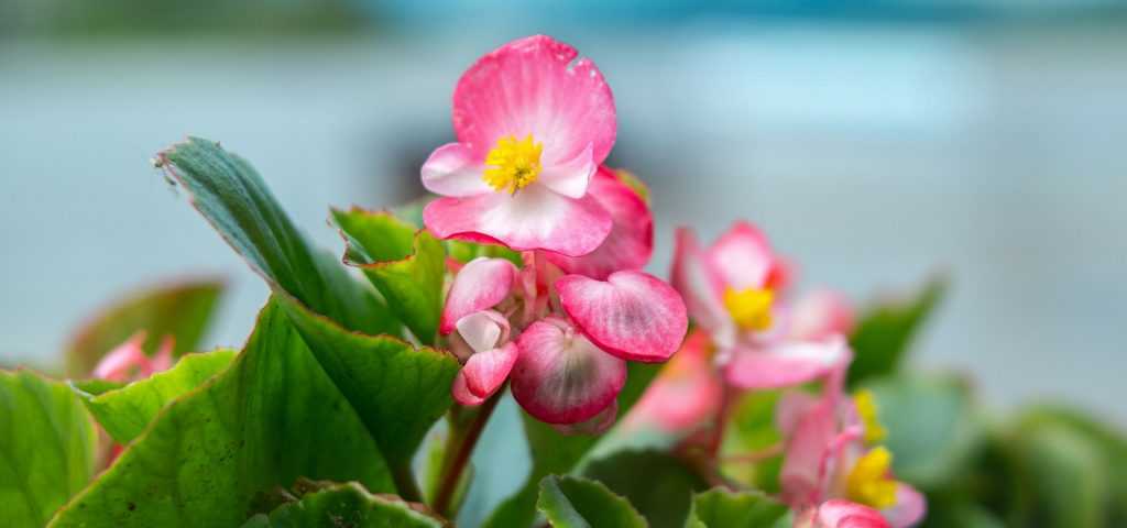 Planting Begonias