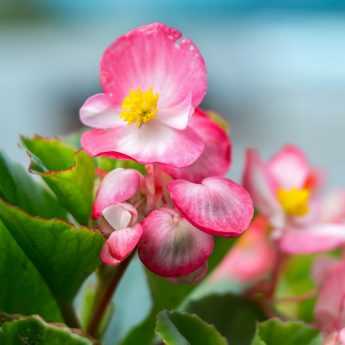 Planting Begonias