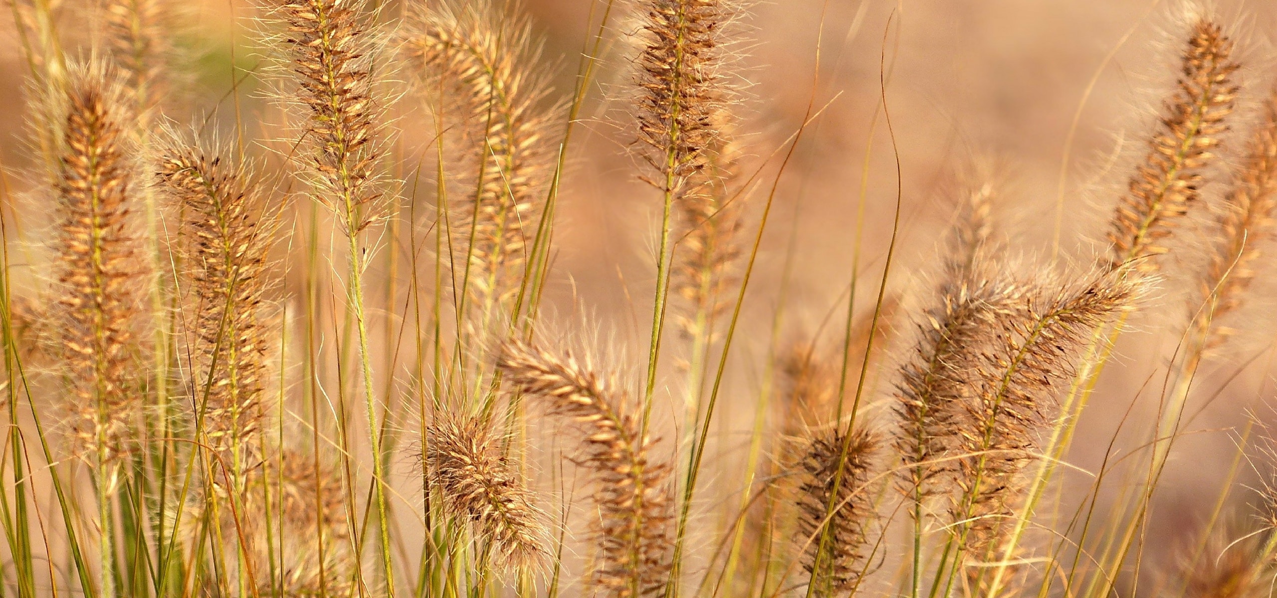 Cutting back ornamental grasses