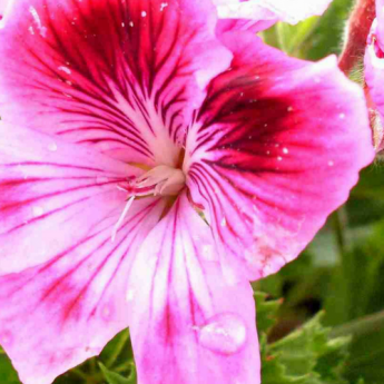 Fragrant Geraniums: How to Grow Them Successfully