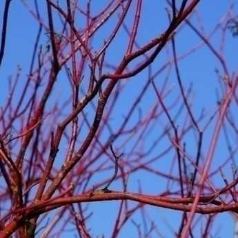 Dogwoods with decorative wood: 9 pairing ideas
